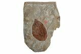 Paleocene Fossil Leaves - Both Sides Of Rock #215526-4